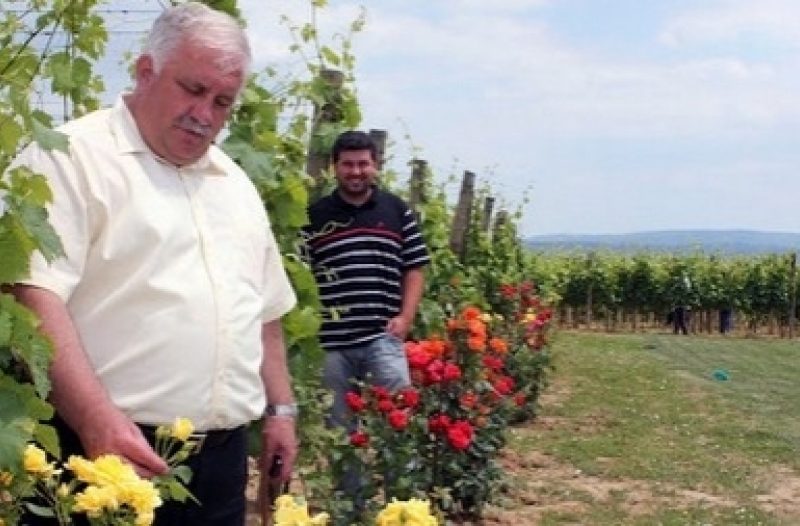 Otok Krk - otok-krk.org - VINSKE PRIČE: Marinko Markota - kralj klikuna iz Pleternice!